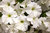 6x Petunia EasyWave White Spreading Plug Plants