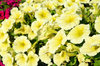 6x Petunia EasyWave Yellow Spreading Plug Plants