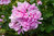 6x Geranium Designer Pink Splash Flower Plugs