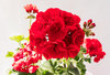 6x Geranium Designer Red Bright Flower Plugs