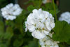 6x Geranium Zonal Designer White Flower Plugs