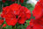 6x Geranium Fantasia Red Bright Flower Plugs