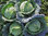 Savoy Serpentine F1 Cabbage Vegetable Seeds
