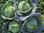 Cabbage Ormskirk Savoy 300 Vegetable Seeds