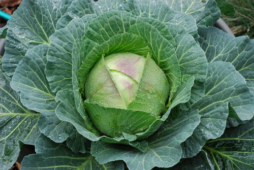 Robin F1 (Winter) Cabbage Vegetable Seeds