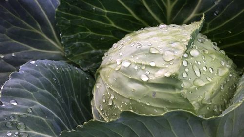 Cabbage Glory of Enkhuizen Winter Vegetable Seed