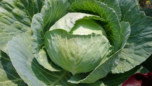 Cabbage Golden Acre Earliest Of All Veggie Seeds