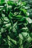 Spinach Freja F1 Vegetable Seed