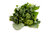 Broccoli Raab (Cime di rapa) Vegetable Seeds
