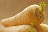 Parsnip White Gem Vegetable Seeds