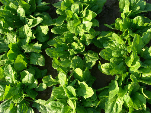 Spinach F1 Viroflay Vegetable Seed