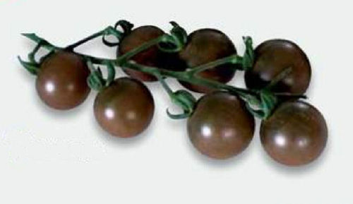 3 x Chocolate Cherry Tomato Plug Plants