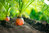 Carrot Berlicum 2 Vegetable Seeds