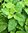Mint, Green - 1350 (0.1g's) Herb Seeds