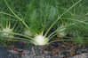 Fennel Green (Common) - 345 (2g's) Herb Seeds
