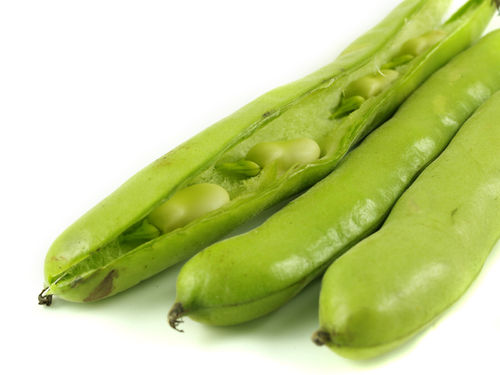 Broad Bean Grano Violetto Vegetable Seeds