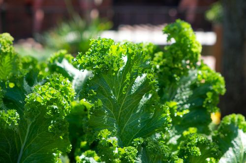 Kale Interval - 500 (2g's) Vegetable Seeds