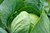 Cabbage Brunswick Vegetable Seeds