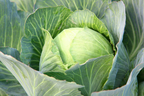Cabbage Brunswick Vegetable Seeds