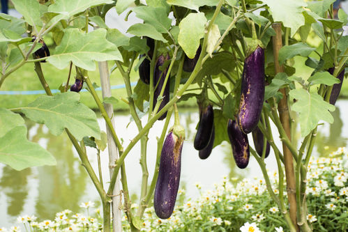 Aubergine, Long Purple Vegetable Seeds