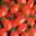 Tomato Sugary Hybrid Vegetable Seeds