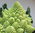 Cauliflower, Romanesco Vegetable Seeds