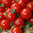 3 x Tomato Suncherry Premium F1 Plug Plants