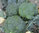 Calabrese F1 Ironman 25 Vegetable Seeds