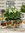 Strawberry Montana 10 x Plug Plants
