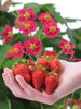 Strawberry Toscana 10 x Plug Plants