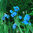 Meconopsis Baileyi Shades of Blue Flower Seeds