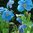 Meconopsis Baileyi Shades of Blue Flower Seeds