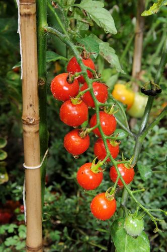 Tomato Bite Size (AGM) Vegetable Seeds