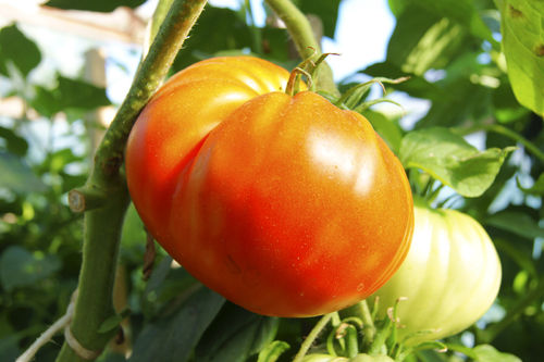 Tomato Gigantomo F1 Vegetable Seeds