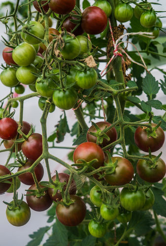 Tomato Garnet Vegetable/Fruit Seeds