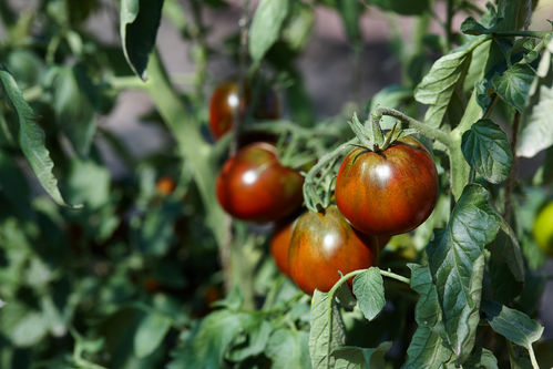 Tomato Ruby Falls Vegetable/Fruit Seeds