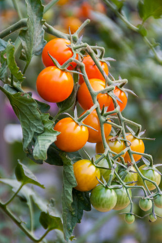Tomato F1 Honeycomb Vegetable/Fruit Seeds