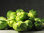 12 x Brussels Sprout Trafalgar Plug Plants
