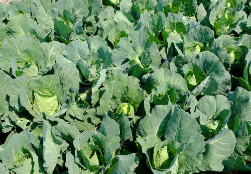 12 x Cabbage Regency Pointed Heads Plug Plants