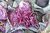 12 x Cabbage Rococo (Red Ballhead) Plug Plants