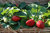 8 x Strawberry Delizz Fruit Plug Plants