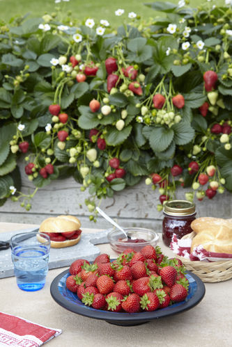 8 x Strawberry Delizz Fruit Plug Plants