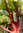 2 x Rhubarb Victoria Fruit Plug Plants