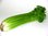 6 x Celery Victoria F1 Plug Plants