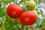 3 x Tomato Super Marmande Plug Plants