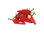 3 x Fresno Hot Chilli Pepper Plug Plants
