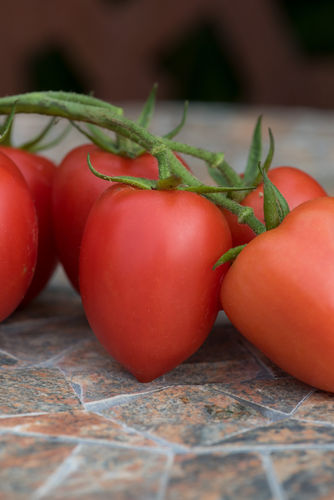 3 x Nagina F1 (Plum) Tomato Plug Plants