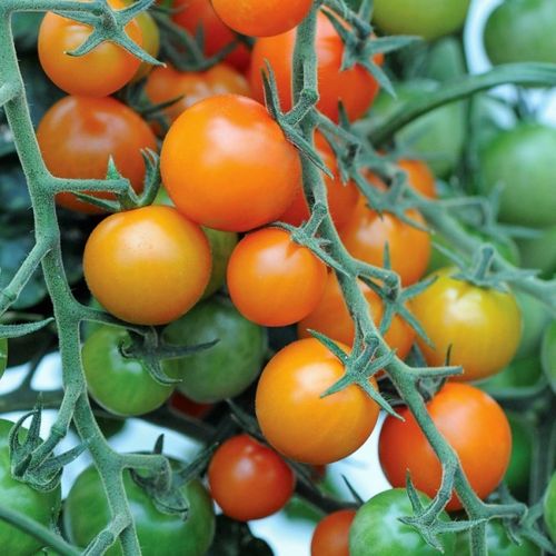3 x Sungold Supersweet Cherry Tomato Plug Plants